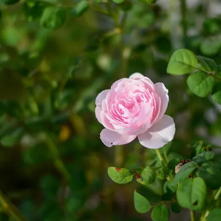 Gelsomino Garden فندق 2*