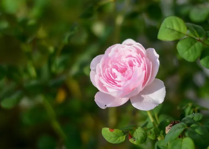 Gelsomino Garden Hotel 2*